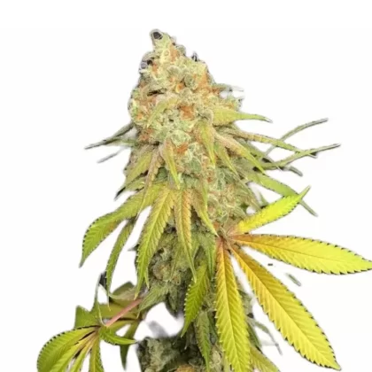 Jungle Love Feminized Seeds - Amount#6>12>24
