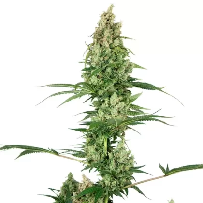 White Fire OG Feminized Seeds - Amount#6>12>24