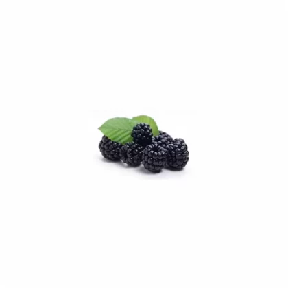 TFA Fresh Blackberry Water Soluble Flavor - Bangvapeaustralia