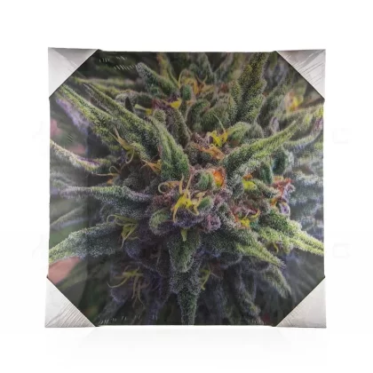 Wall Art | lenticular 3D – Granddaddy Purple | 16″ x 16″