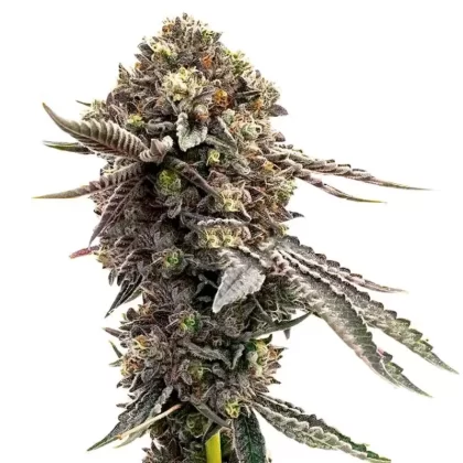 Blackberry Moonrocks Feminized Seeds - Amount#6>12>24