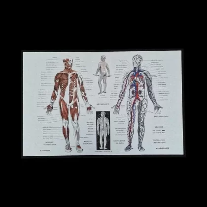Human Anatomy Mood Mat - Ejuicewarehouse