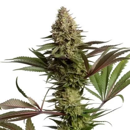 Wauto Dowg Autoflower Seeds - Amount#1>6>12>24
