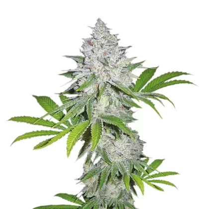 White Widow Feminized Seeds – 5PK