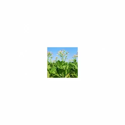 TFA RY4 Type Floral Tobacco Flavor - Bangvapeaustralia