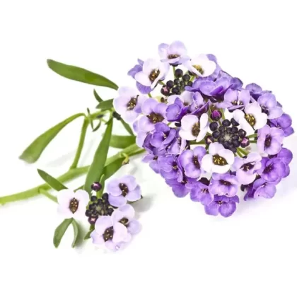 Sweet Alyssum Plant Pods 3-pack